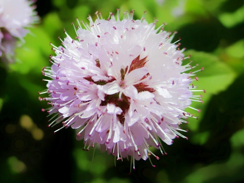 Plantar menta en huerto o en maceta también resulta en bonitas flores lilas