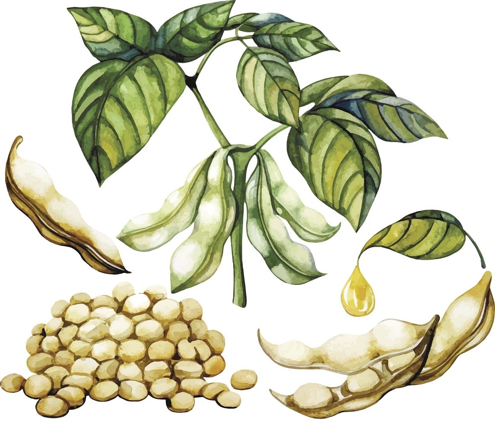 Cultivo de la soja, con sus vainas leguminosas y sus hojas