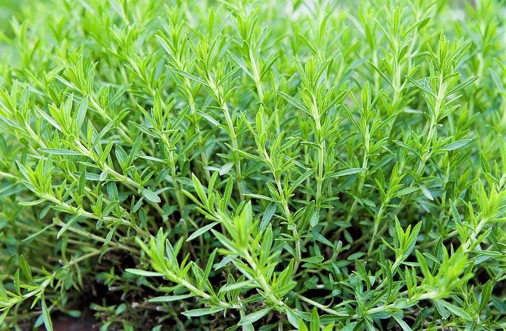 Planta de estragón silvestre, que prefiere suelos abonados y fértiles