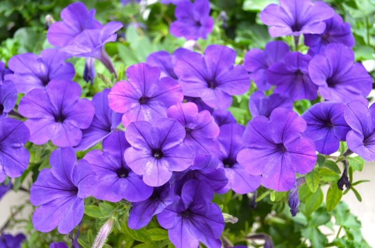 12 FLORES MORADAS: nombres, fotos y significados