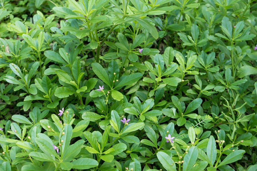 Plantación de ginseng en un huerto, con sus hojas alargadas y flores moradas