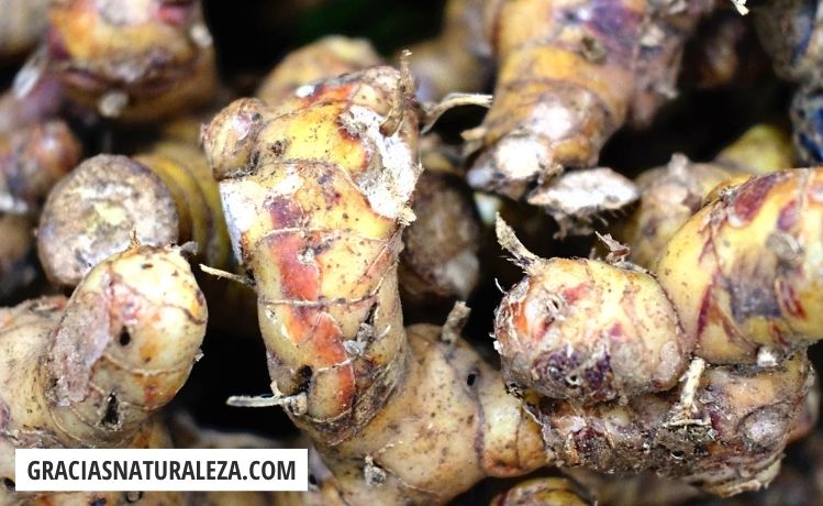 Raíces de jengibre a plantar