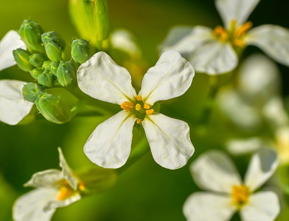Flor blanca de la planta aromática rúcula