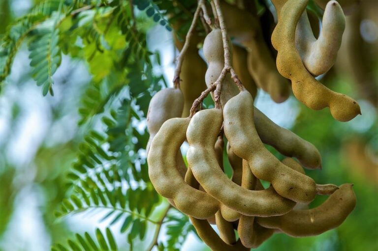 Plantar Árbol de TAMARINDO: Guía de cultivo y cuidados