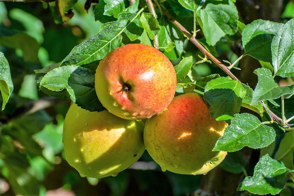 Árboles frutales autopolinizantes - Variedades de manzano como Braeburn