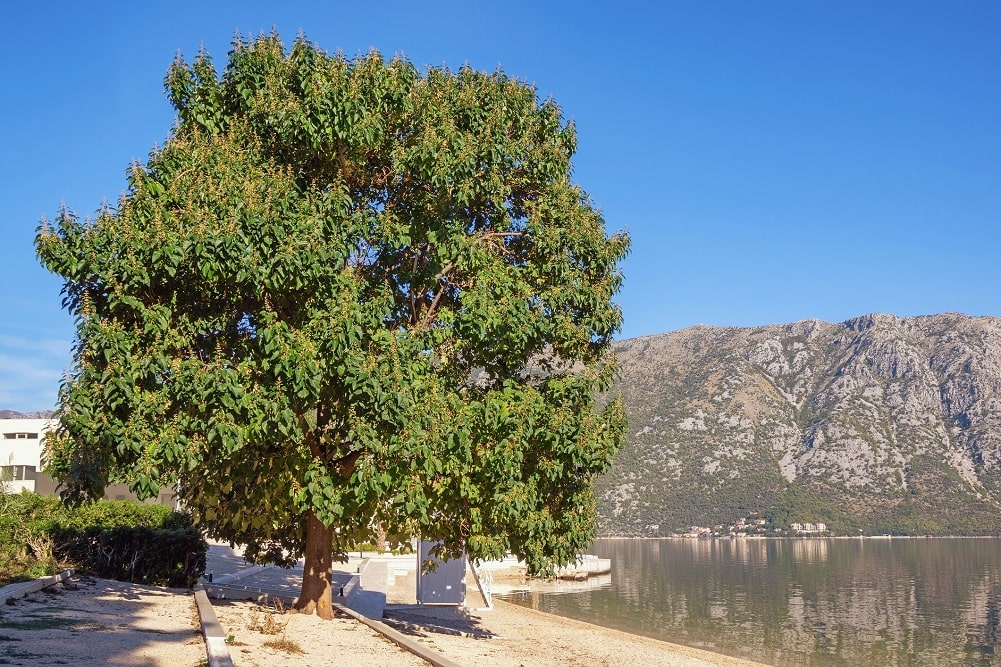 Kiri o árbol de la emperatriz, con olor a vainilla