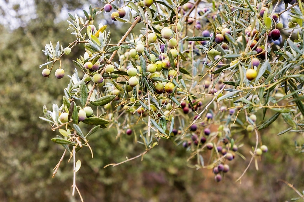 El olivo (Olea europaea) resiste a la sequía y calor aún con sus hojas perennes