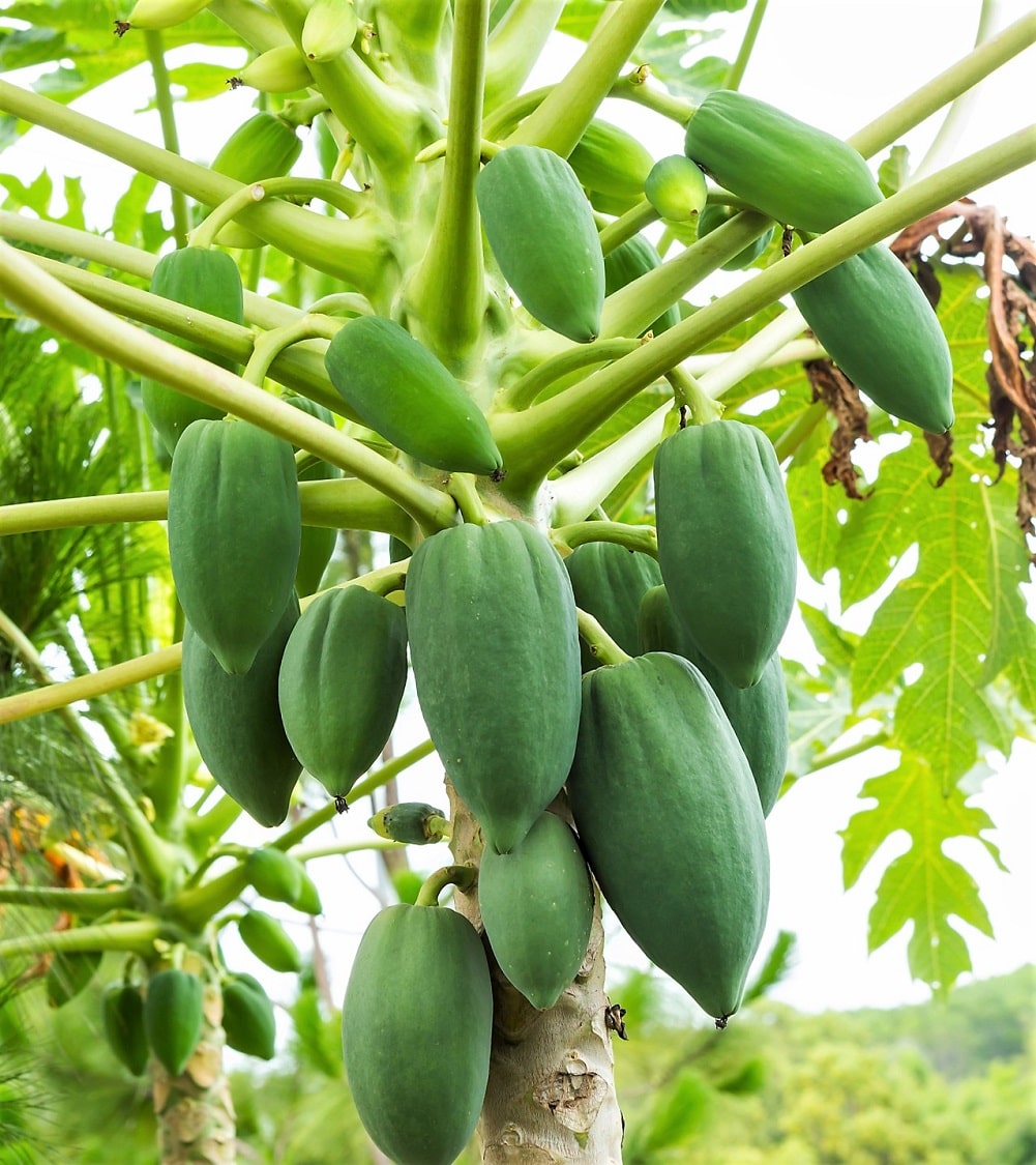 Árboles frutales en Ecuador - Papaya de monte