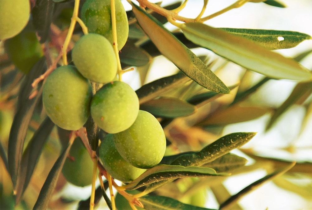 El olivo es un frutal rústico que resiste la sequía y el viento