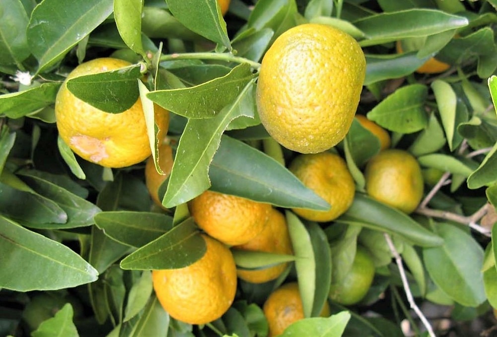Árboles frutales resistentes a plagas - Mandarino cleopatra