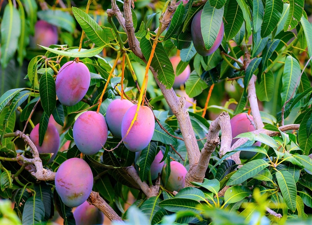 Árbol frutal tropical resistente a temperaturas extremas - Mango o melocotón del trópico