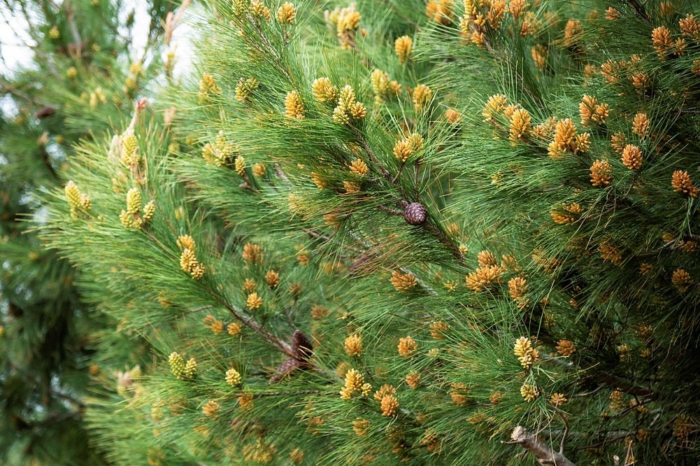 Árboles para reforestar - Pino resinero (Pinus pinaster)