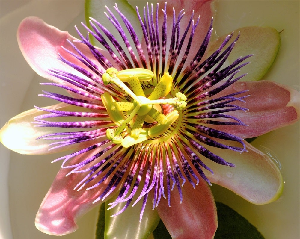 Curiosidad de la flor de la pasión violeta