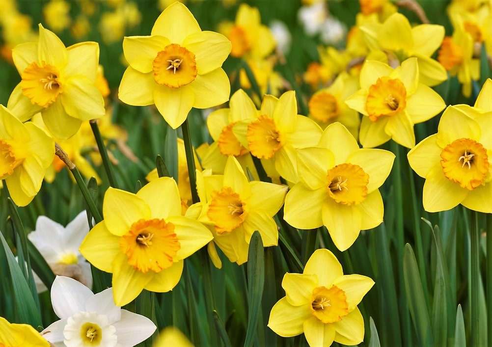 Flores amarillas de campo y jardín - Narciso