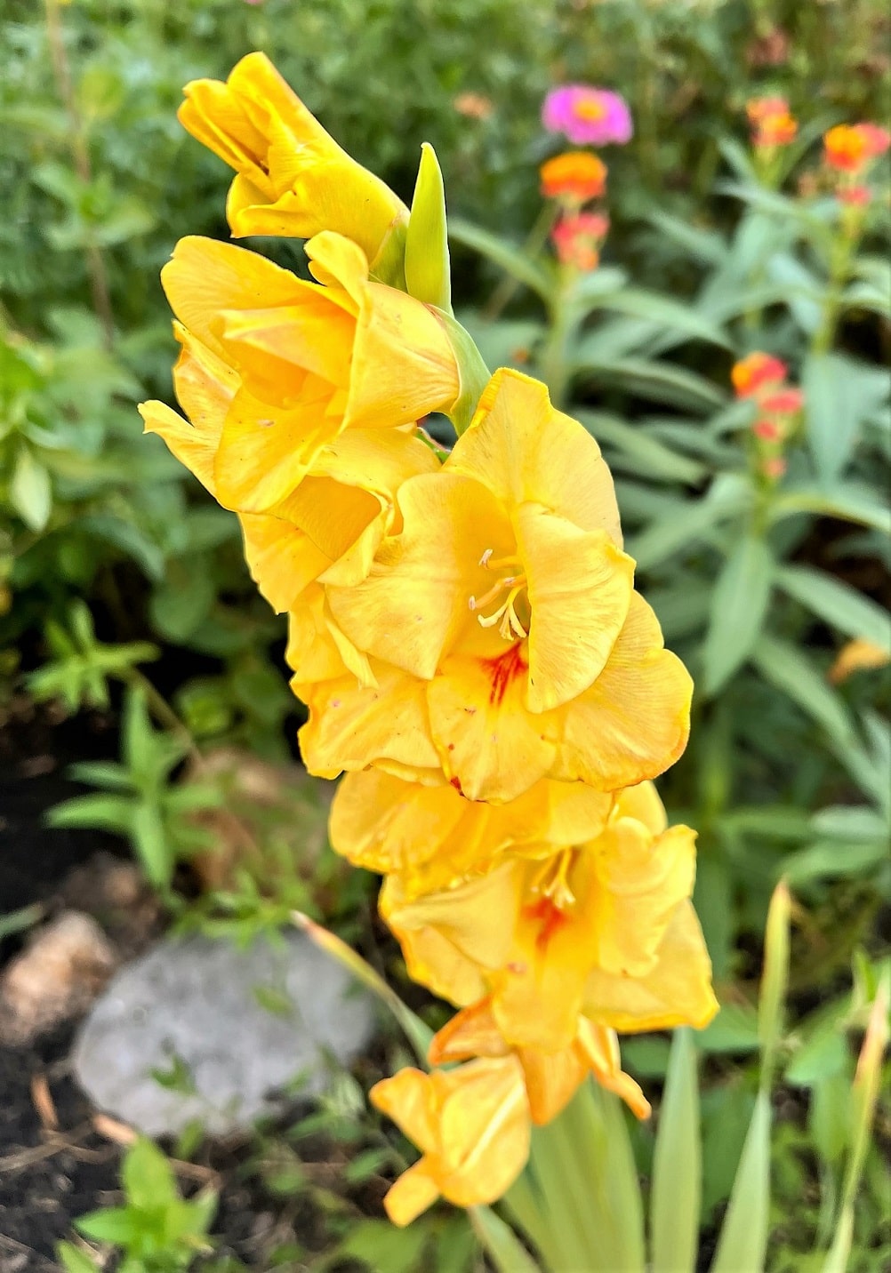 Planta bulbosa con flores amarillas grandes - Gladiolus