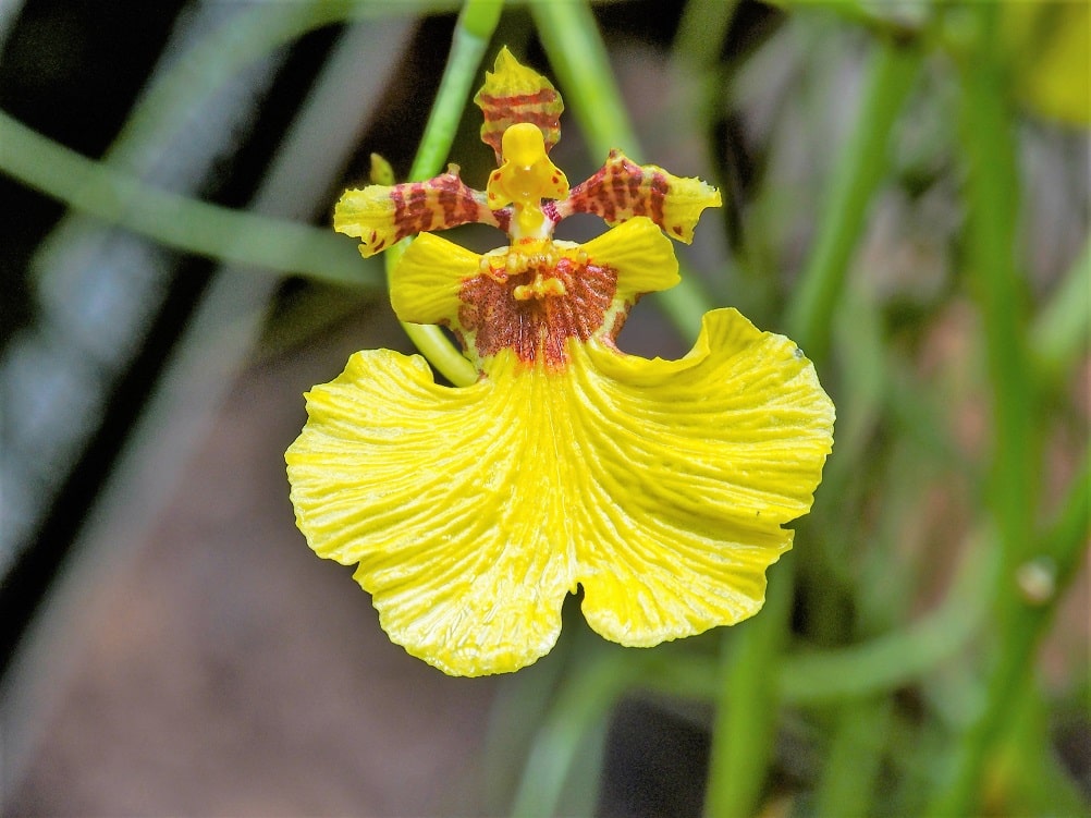 Flor amarilla Orchidaceae oncidium