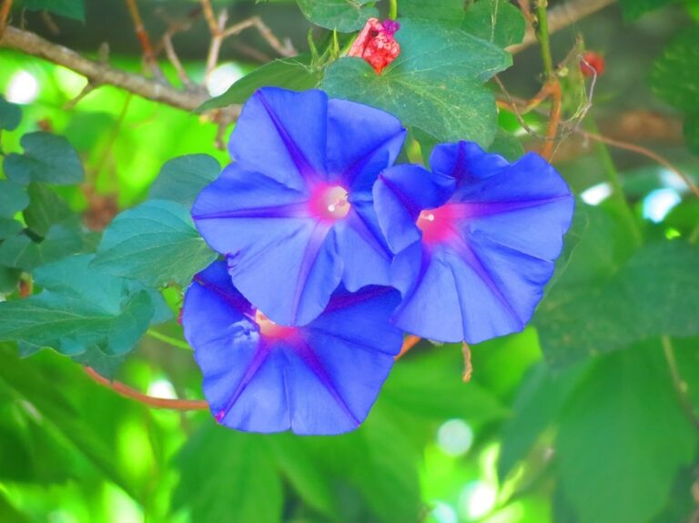 14 FLORES AZULES preciosas: Ejemplos, Nombres y Fotos