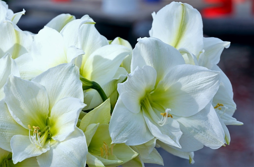 Flor blanca preciosa para regalar - Amarilis blanco