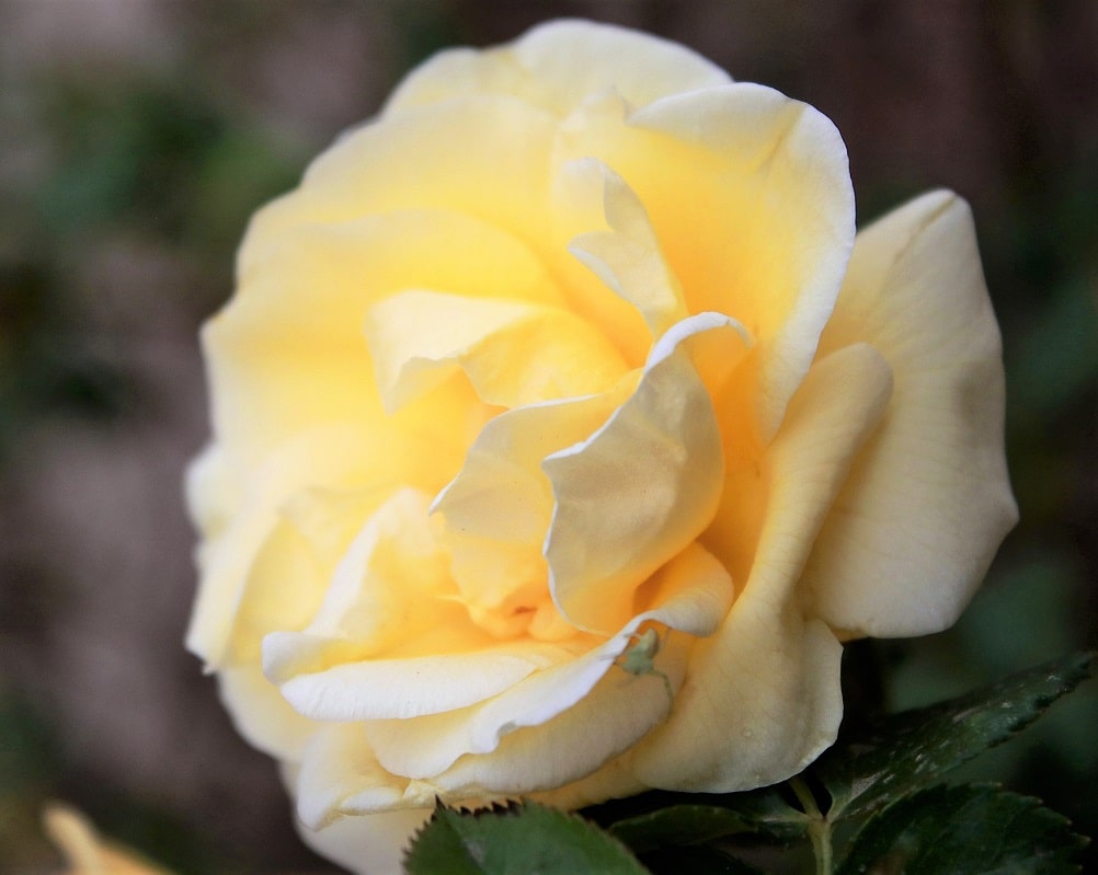 Flor blanca y amarilla - Rosa centifolia