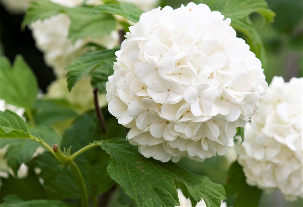 Hortensia de color blanca en una impresionante foto