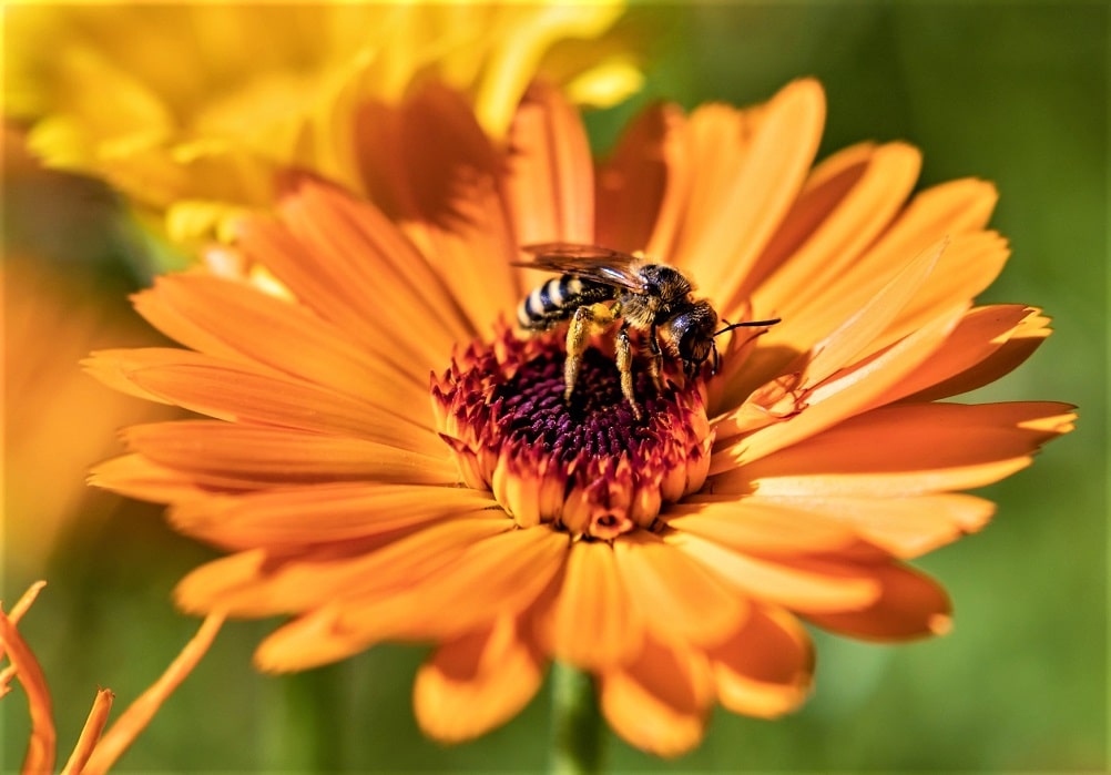 Flores de otoño - Caléndula