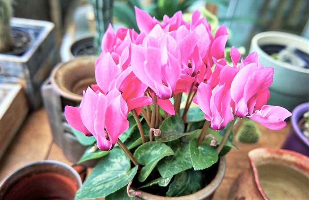 Plantas que florecen en otoño - Ciclamen