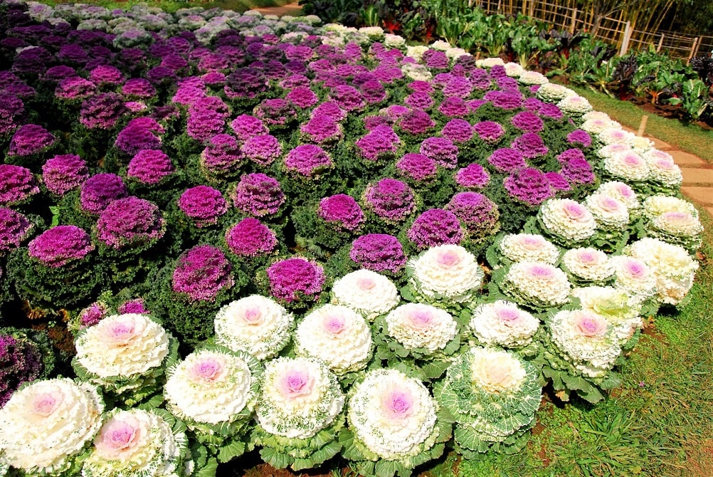 Col ornamental con flores para otoño moradas y blancas