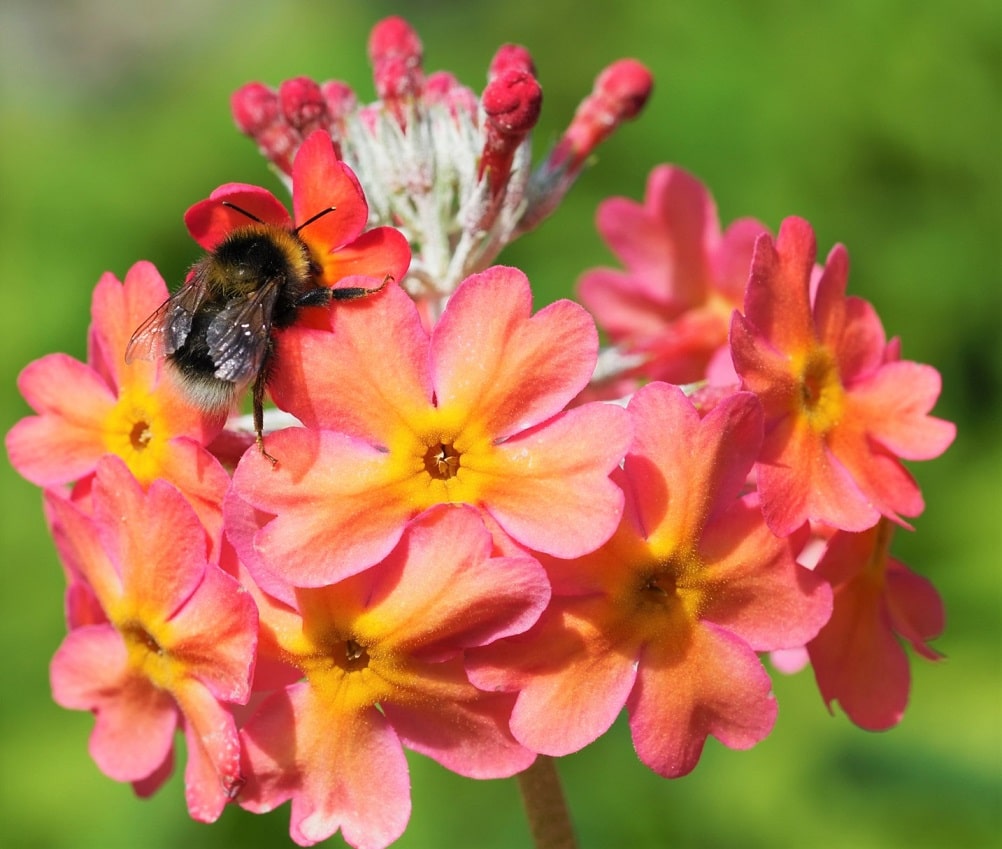 Planta perenne con flor de otoño - Prímula