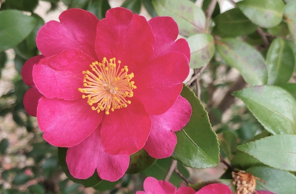 Camelia Sasanqua que florece en otoño y parte de invierno
