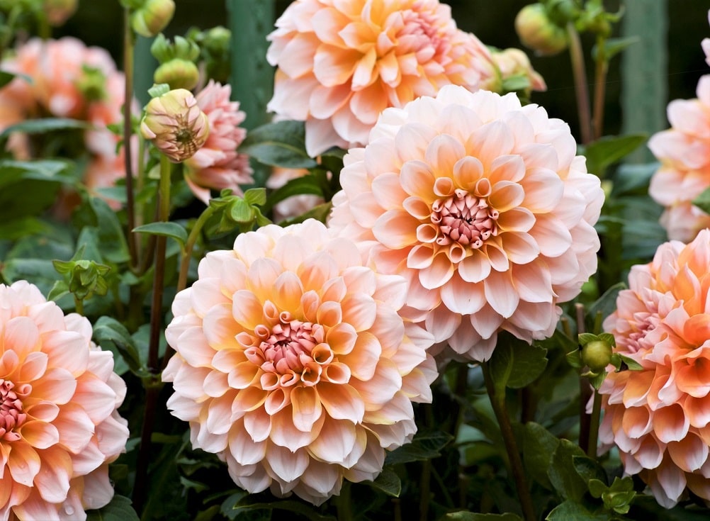 Flor de verano y otoño - Dalias