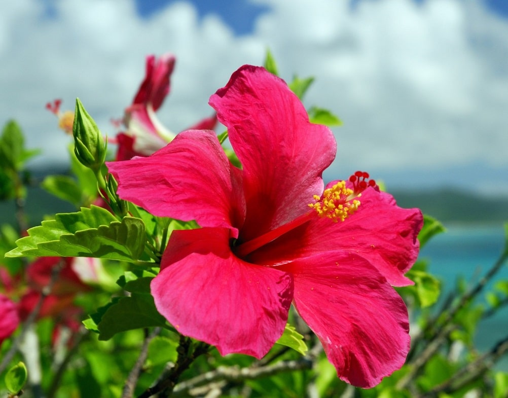 Hibiscus rosa precioso en exteriores y para bodas