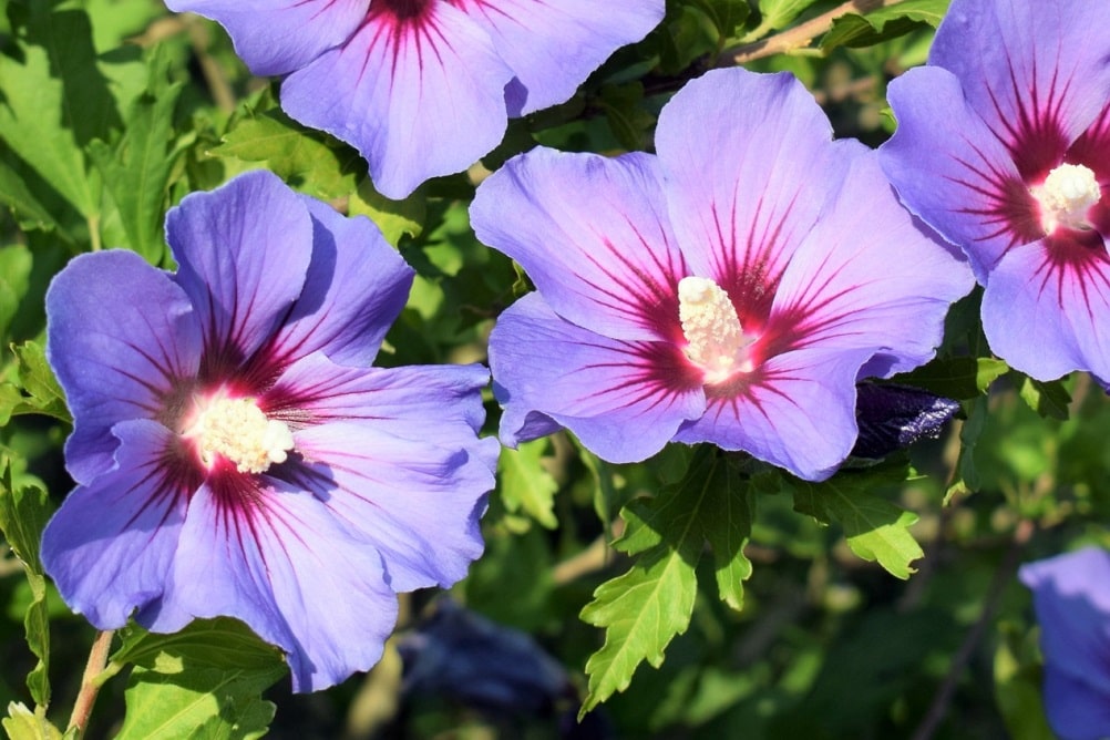 Flores de otoño - Rosa de Sharon