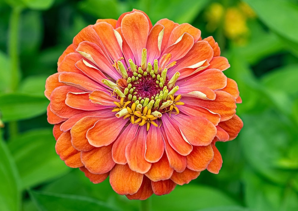 Plantas con flores que resisten en otoño - Zinnia