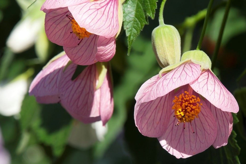 Árbol con flores de otoño - Farolito japonés