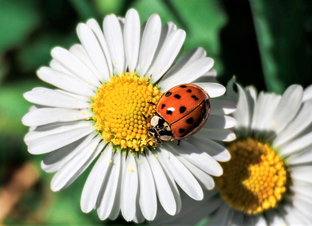 La margarita (Bellis perennis) también florece en primavera y otoño