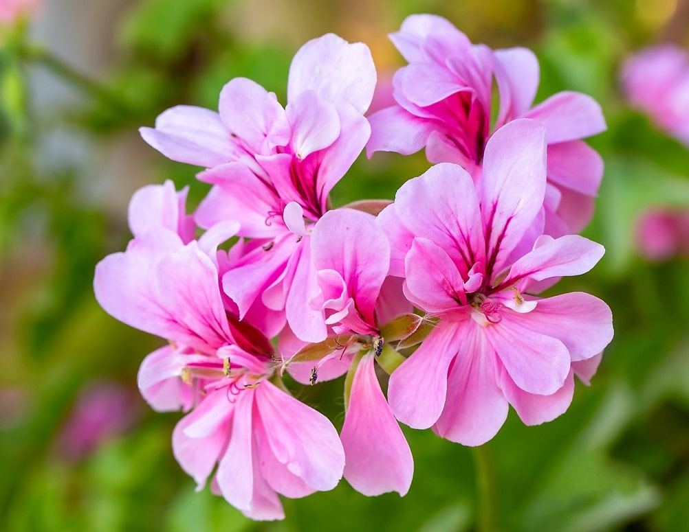 Flores de otoño para jardín - Geranio hiedra