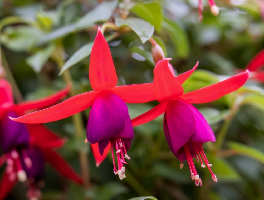 Fucsia o Pendientes de la reina con sus flores colgantes