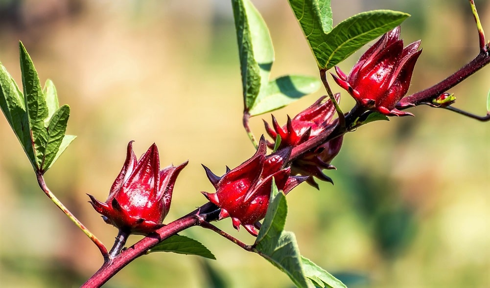 Flor de Jamaica granate muy llamativa