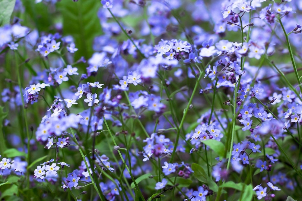Flores azuladas moradas de la planta nomeolvides