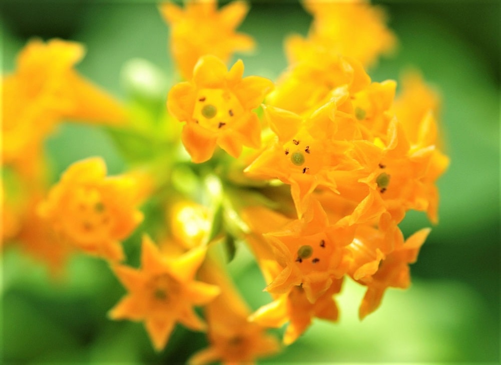 Flores naranjas - Jazmín naranja