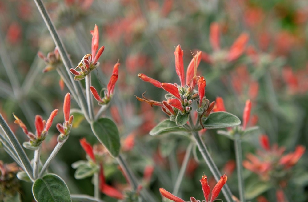 Flores naranjas - Planta del colibrí con floración prolongada