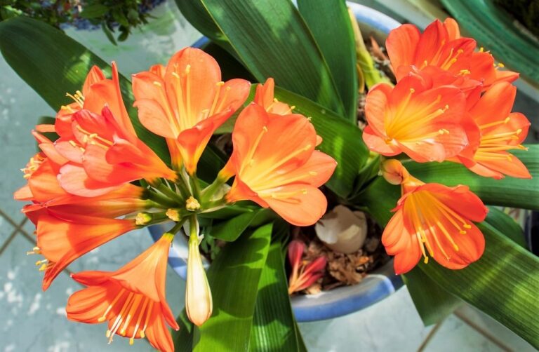 Se Cruzan Dos Plantas De Flores Color Naranja graciasnaturaleza.com