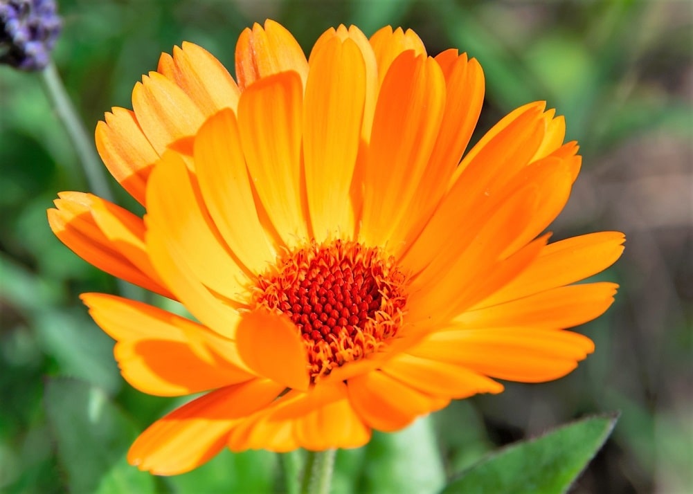 Flores naranjas - Caléndula, planta aromática y medicinal