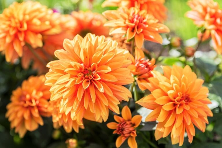 Se Cruzan Dos Plantas De Flores Color Naranja