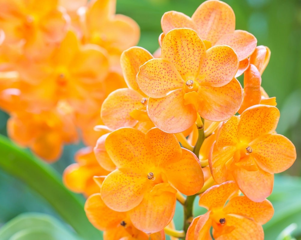 Flores naranjas - Orquídeas