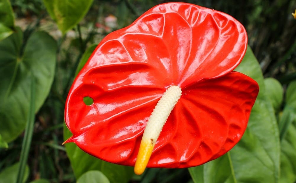 Flores rojas - Anthurium