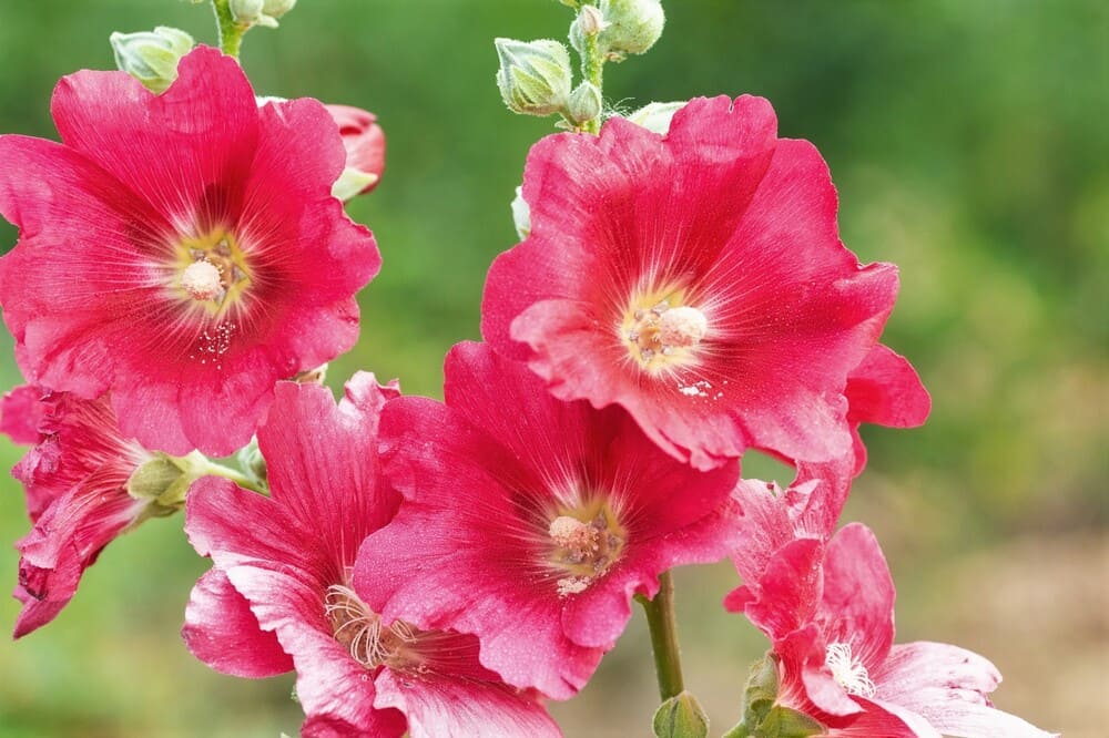 Malvavisco (Althaea officinalis) es el nombre de estas flores rojas