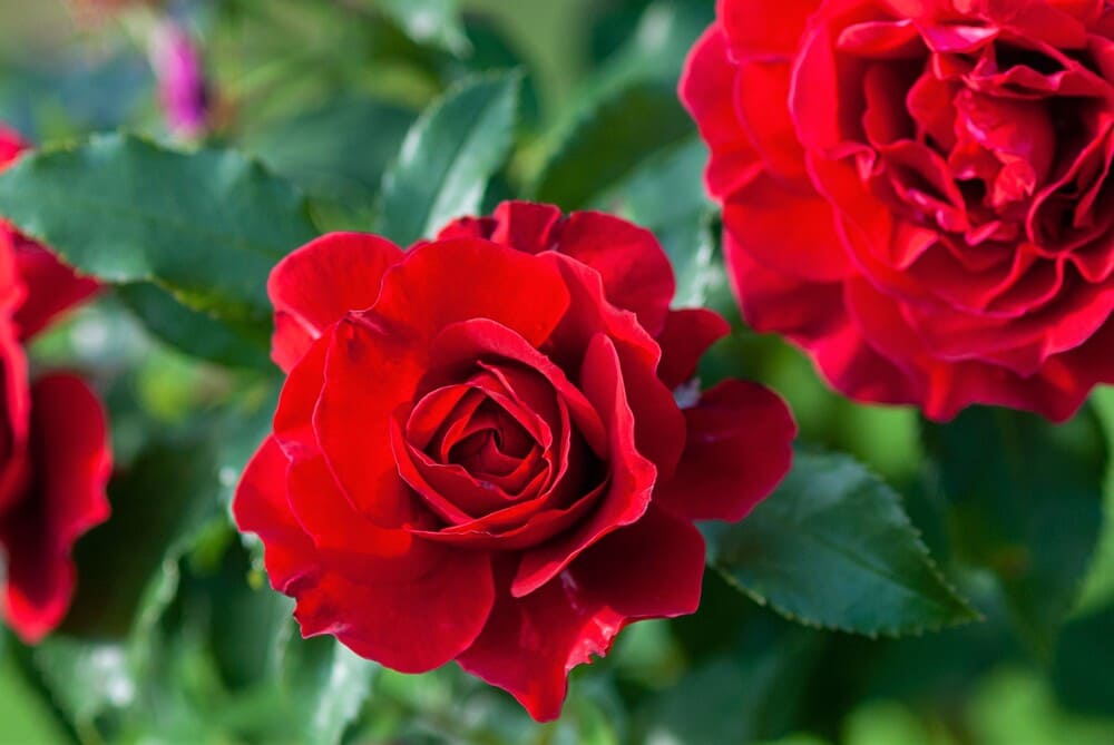 Rosas rojas - Las flores para regalar por excelencia