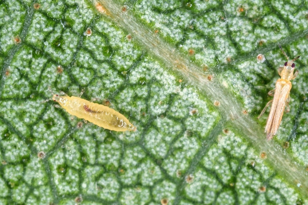 Larva y adulto de trips en una plaga de impacto agrícola