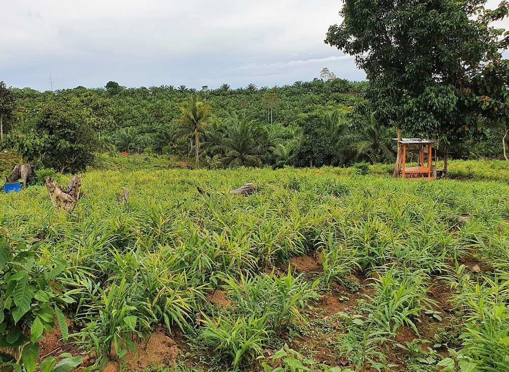 Plantación agrícola o huerto de jengibre
